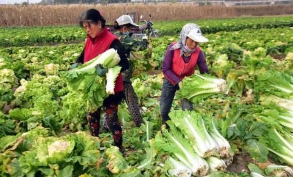  [收购]去年收购6毛每斤，今年收购价4毛一斤，还得请人工，还要