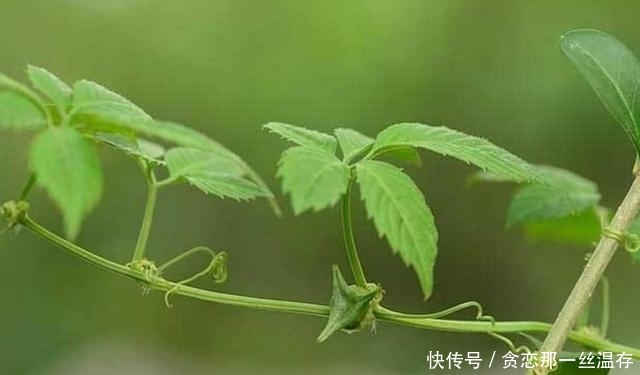 这类野草在村落称是“不老长命药草”，此刻市场上100元一斤！