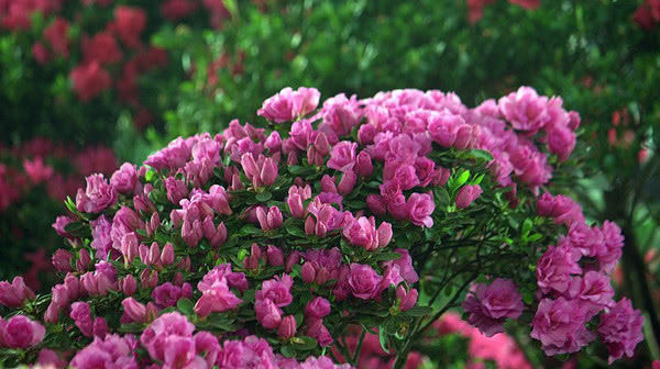  『就可以』这1种花，不光开花数量数不清，还能从夏开到秋！