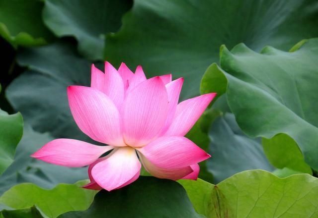  「牡丹」这15种自带“好运”的花，素来招人爱惜，别样雅称更是吸引人