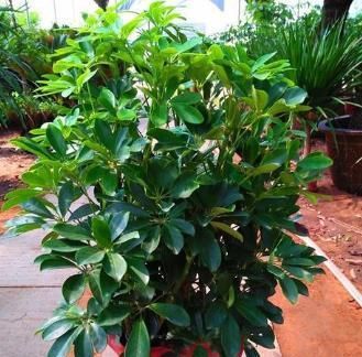  #充足#家养鸭掌木，植株松散瘦弱，换个“法子”养，枝繁叶茂，天天窜芽