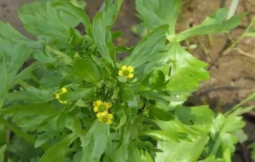  「视为」乡下一种野生植物，农民常将其视为杂草，殊不知全草可入药