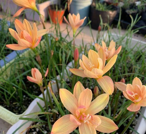  [花友]风雨兰开花少？丢在外面“多淋雨”，花箭窜满天，1球开出6朵花