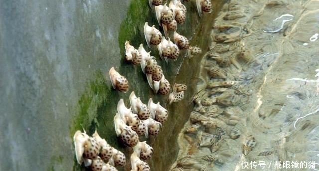  早已：从野生到养殖，市场早已供不应求，为何养殖户还苦不堪言