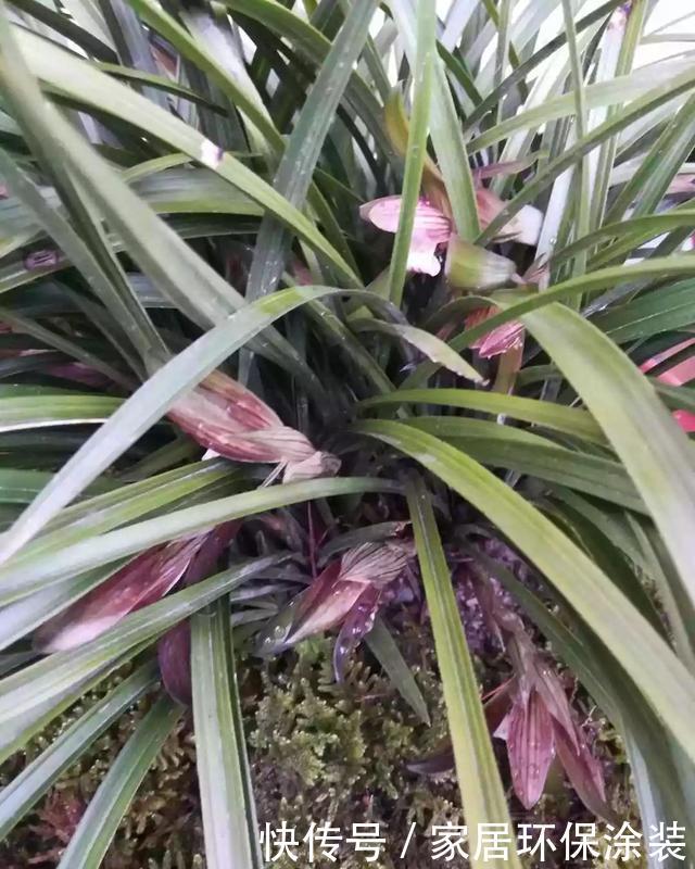  [些花友养]兰花养爆了盆，春天1个小技巧，分出20盆，瞬间变大户！
