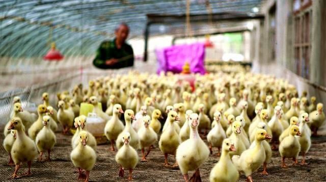  利润：养殖1000只鹅成本投入需要多少钱？有利润吗