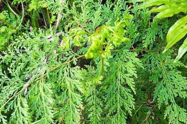  【烫伤】农村常见的野草，外用于烫伤，据说是万能草药！