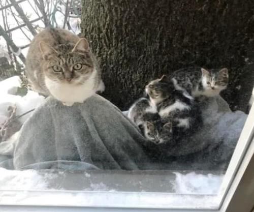 「冬天」去年冬天没留住流浪猫,主人今年很坚定:来当我的家人