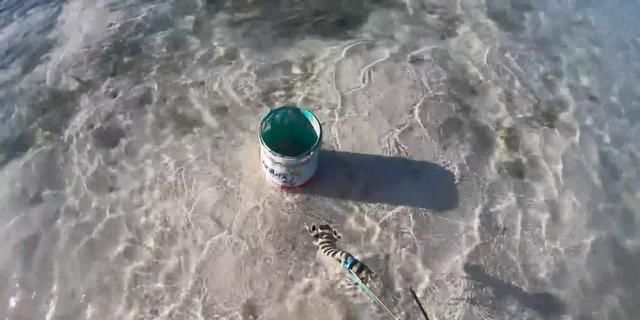  「准确」到海里去，多注意海里的小坑。里面有皮虾。一次钓鱼是准确的。又大又胖