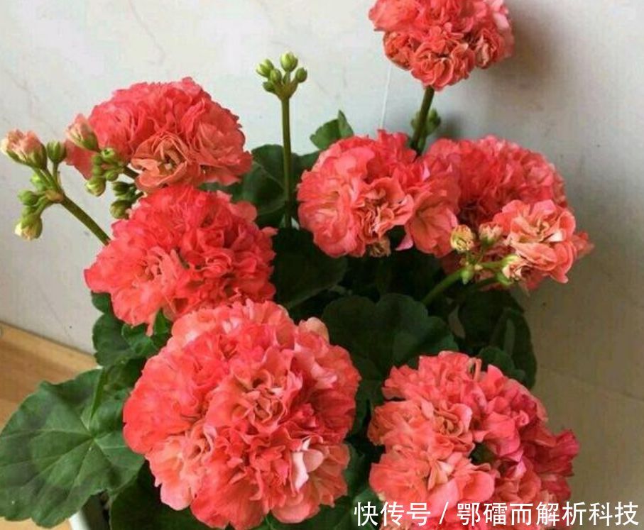 『家里』家里养上“4种花”,直接变成小花园,开花一茬茬,太漂亮!