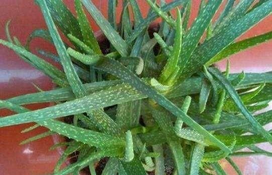 枝肥■春季养芦荟,一个小技巧,侧芽蹭蹭冒,枝肥叶壮又开花