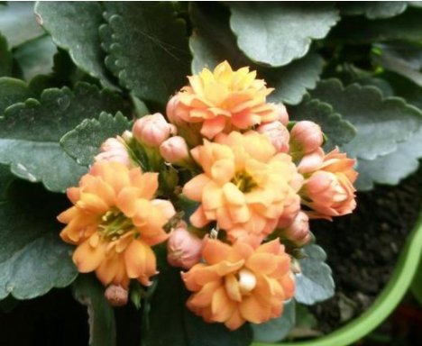  新手■此花卉花期长花量大，栽培容易观赏价值高，花美色艳，超适合新手