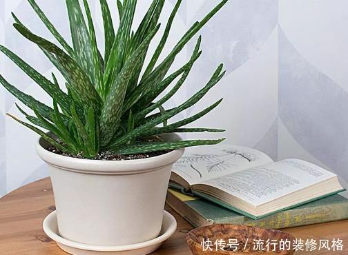 「灵性」在家多栽4种“灵性花卉”,颜值高寓意好,家里放1盆利于健康