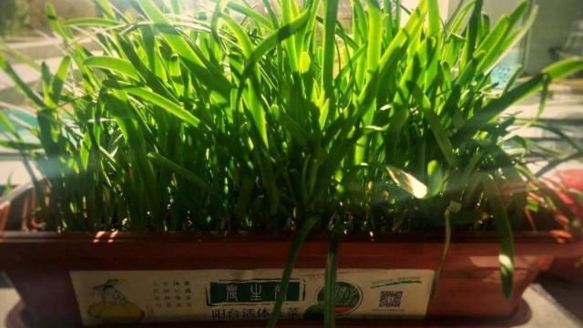  「蔬菜」阳台种菜，选择这3种蔬菜，吃完一茬长一茬，绿色健康又好吃！