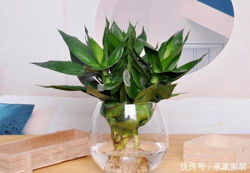  【好运】家里万万要养这几种植物，能给家里添财招好运，有钱人老早就知道