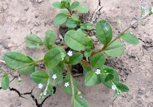 农村随处可见的2种野草，药用价值极高，却被当杂草给处理了！