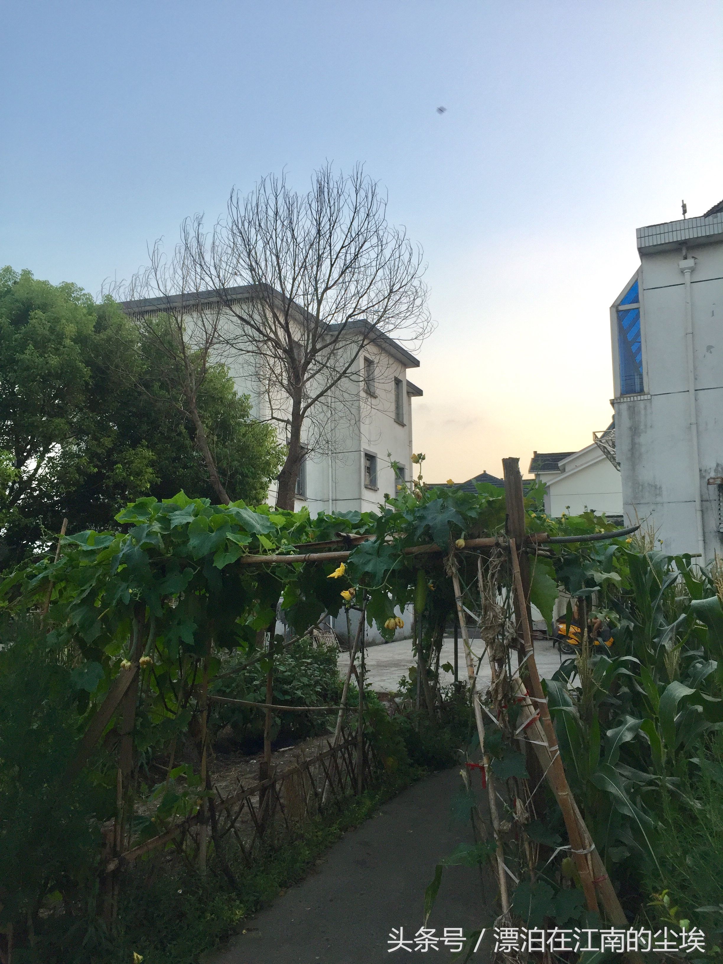 实拍昆山美丽的农村 小桥流水 夏种瓜果冬种菜