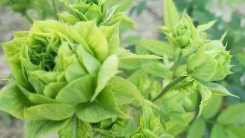 「试试」喜欢玫瑰,就试试“精品”结绿珍,开花碧洁如玉,比菊花更美