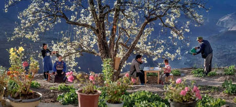 中国这些地方即将花开成海!错过又再等一年!诗情画意值得记忆!