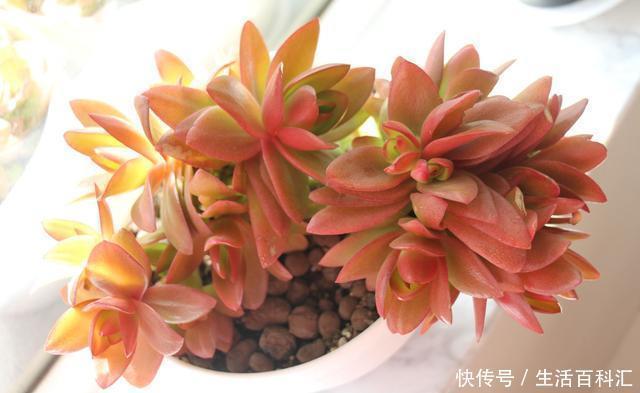 漂亮|3种漂亮花养家里,沾土就活,开花轻松爆满盆,一养就上瘾!