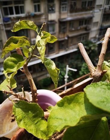 「出芽」三角梅经过“大磨难”，一出芽就是花，开出一撮“花疙瘩”