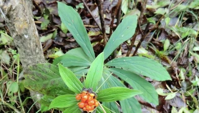 在竹林,生长着“1种草”,被称为“重台”,别去踩它,太少见!