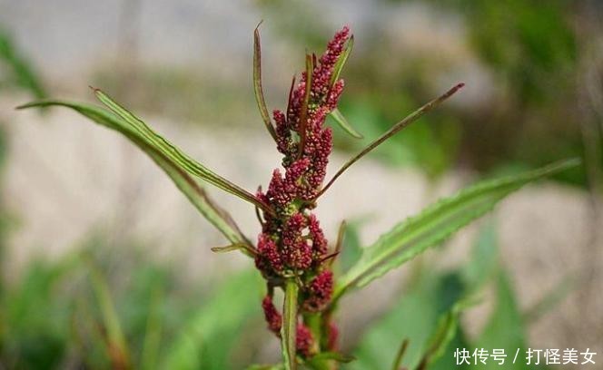 杂草■酸模见于路旁边,杂草挚爱体贴语