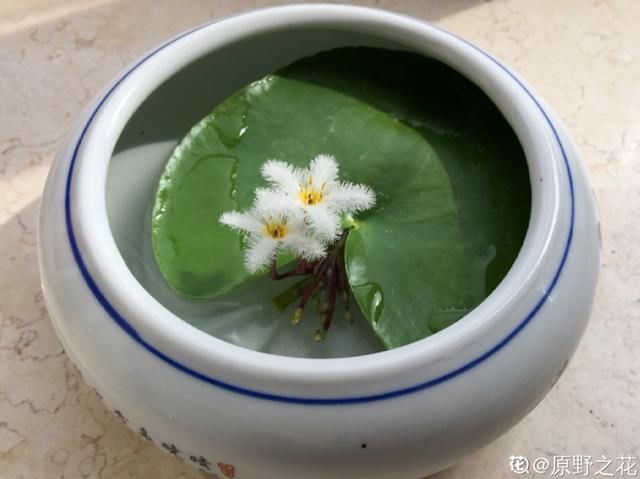  「分得清」碗莲、荷花、睡莲、一叶莲，你都分得清吗？