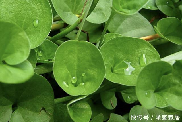  「值钱」池塘边，倘若看到1种“马蹄金”，请别踩踏，比铜钱草值钱，珍贵