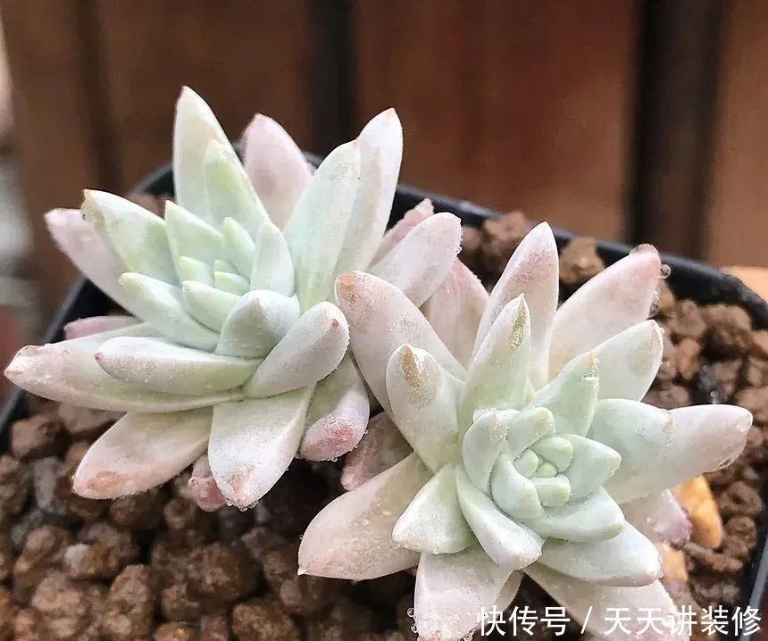 早上■问个问题,多肉植物是晚上浇水还是早上浇水?你不知道了吧?