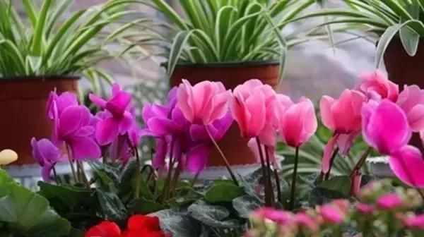  『代表着』喜欢菊花，就养盆“珍稀名菊”白鹿角，似鹿角昂扬，熏染多姿