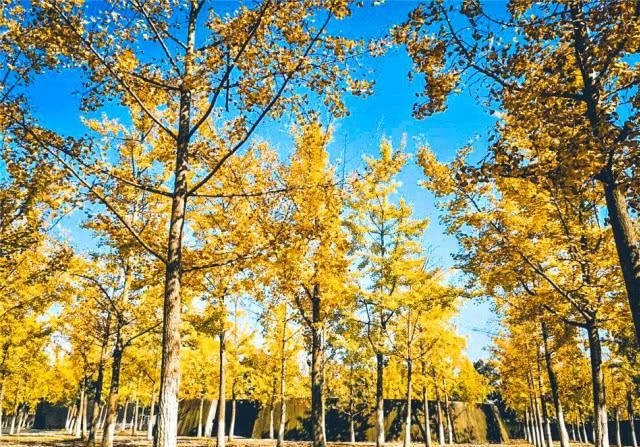 最新！绵阳银杏地图发布 这个冬季一起去“金色海洋”打个卡！