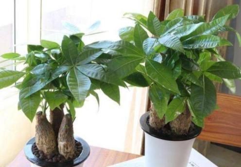  #消毒#夏季种植发财树，放置在客厅？选择“剃光头”，更有利于后续发展