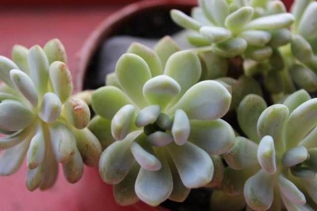  【易学】还在花钱买多肉？教你一盆变N盆，新手易学