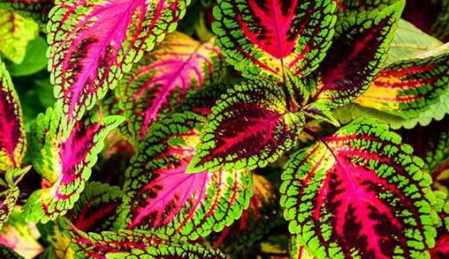  五彩缤纷：叶比花美的彩叶草，这样养，叶片五彩缤纷，观赏价值超高