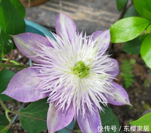  「水晶」水晶喷泉开花喽！花朵碗口大，还一开十几朵
