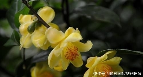  『金茶花喜欢』此花娇艳端庄，招财进宝，是茶花中的“皇后”，值得家庭养护