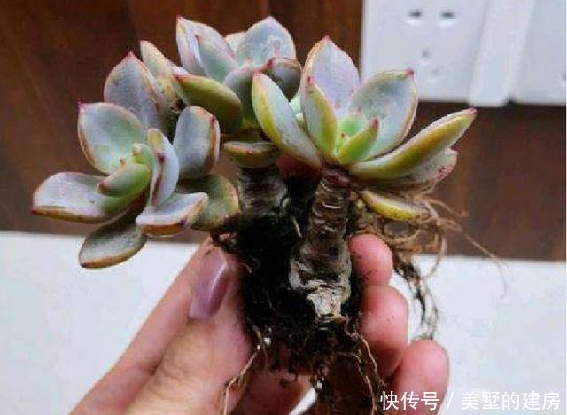可爱的小:多肉长“气根”,只和“1件事”关系大,别弄错了