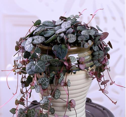  [光照]家里光照不好，也能养多肉植物，长得珠圆玉润，让人羡慕