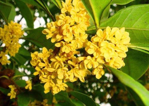  『植物』在家养这几种植物，可以抑制细菌，让家人身体更加健康！