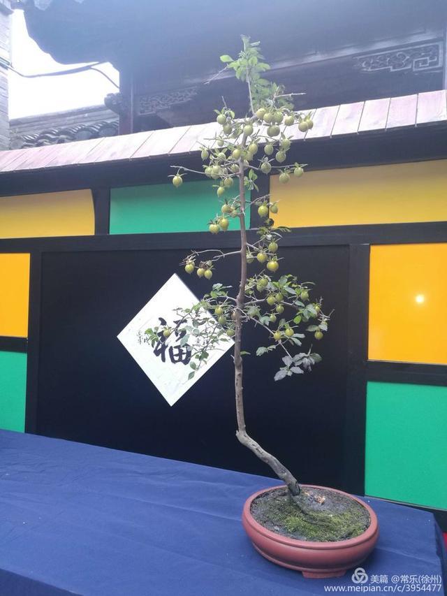  #盆协#徐州收藏家协会(盆景协会和铁路盆协)回龙窝微型盆景