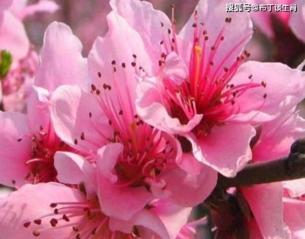  『生肖虎』喜鹊枝头叫，好事要来到，这4大生肖喜事一个接一个，喜气洋洋