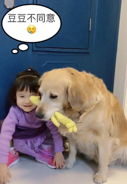 宝宝想找金毛借玩具玩,金毛不同意宝宝却要硬