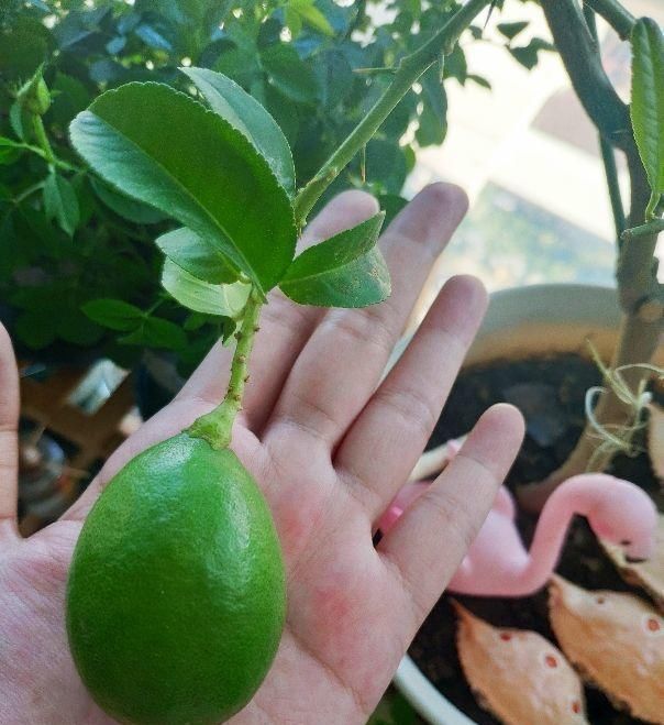  加上：跟着花友学，喝水的时候加上这几种植物，好喝又解渴
