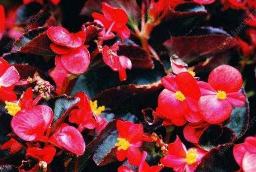  「适合」清爽阳台空荡荡？就样这几盆小花，浇点水就爆盆，适合懒人阳台