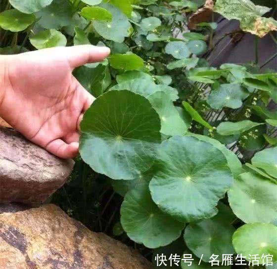  「水培的铜钱草」开春如何养铜钱草？记住1个“小步骤”，绿叶挤满盆，叶片圆又大