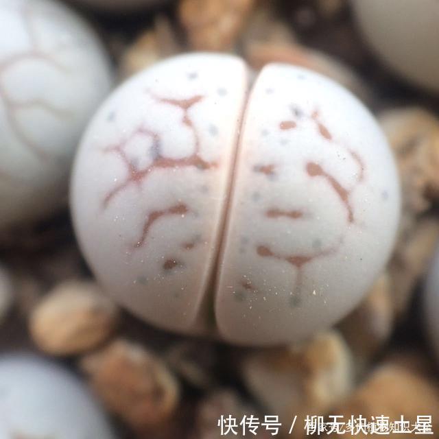 『植物』春天买的多肉植物们,花了几百块,不知道亏了吗
