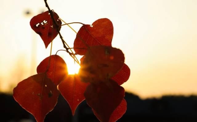 最适合发呆、晒太阳、撸猫的日子，大约在冬季