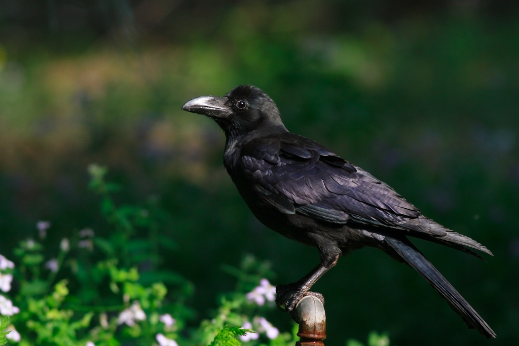  #虫子#乌鸦想吃树洞里的虫子，却苦于嘴短够不着，让人笑喷