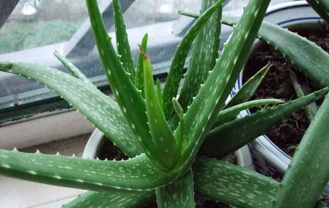  『种植物它』这几种绿植耐阴皮实，放在卫生间也能活，吸收废气净化空气